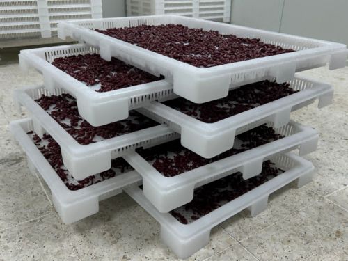 Latest company news about Wat is Softgel-inkapseling? Het productieproces uitgelegd